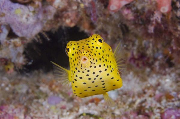 Indonesia, Komodo NP A juvenile boxfish